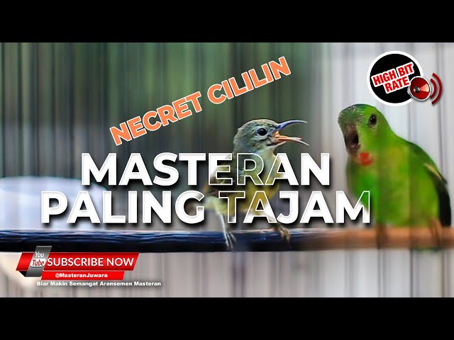 🔴Suara Masteran Burung Paling Tajam Kolibri Manggar Betina  & Serindit Gacor Necret Isian Cililin class=