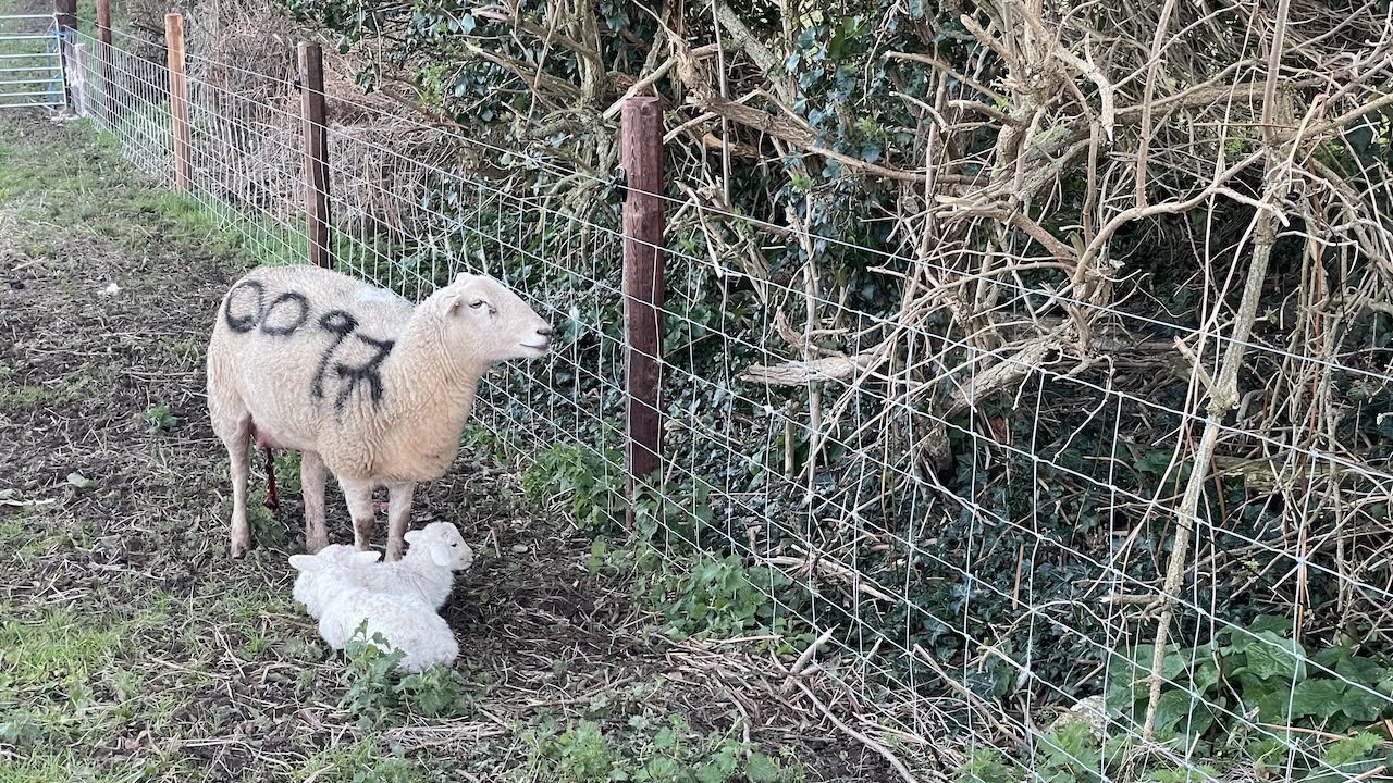 Easycare sheep: Lambing 2024 has begun