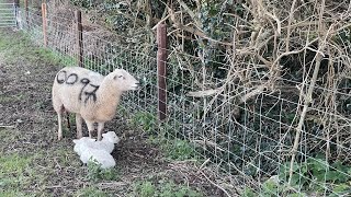 Easycare sheep: Lambing 2024 has begun