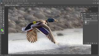 Workflow using Quick Select Tool and Polygon Lasso Tool