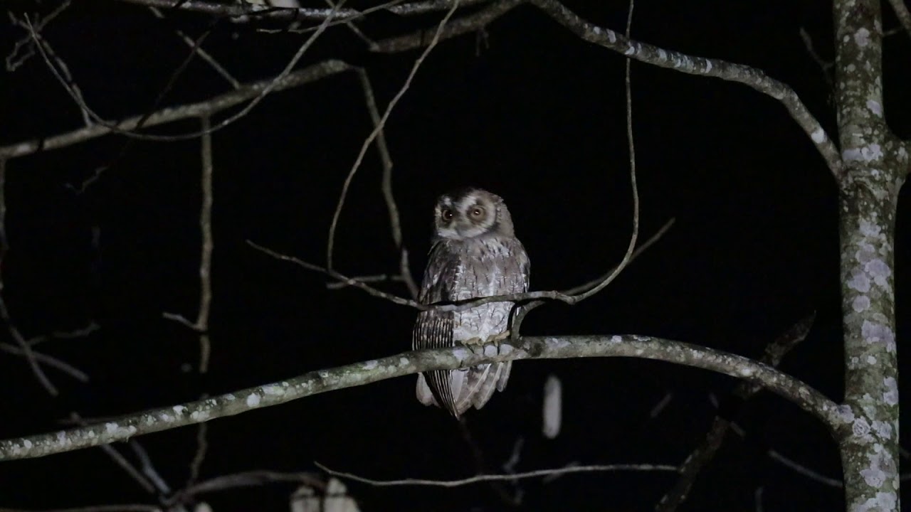 モルッカコノハズク（Moluccan Scops-Owl） 