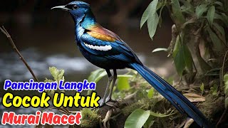 Download Lagu Rahasia Masteran Murai Batu untuk Meningkatkan Kualitas Suara MP3
