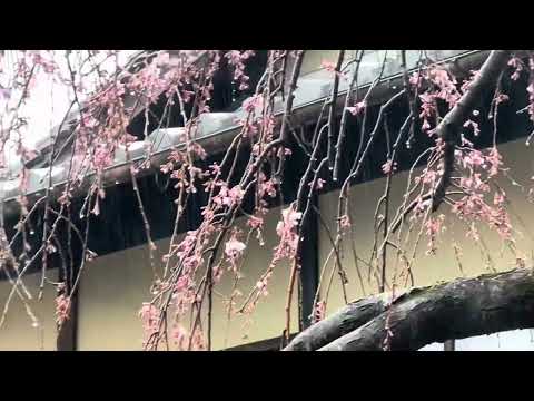 枝垂れ桜が咲き始めてました〜　京都・産寧坂タマゴパーラー2階にて　2024年3月23日