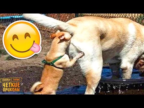 САМОЕ СМЕШНОЕ ВИДЕО В МИРЕ | ПОПРОБУЙ НЕ ЗАСМЕЯТЬСЯ С С ЖИВОТНЫМИ