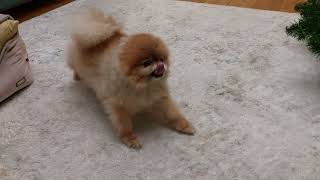 How a mini pomeranian meets the owner and goes for a walk  2