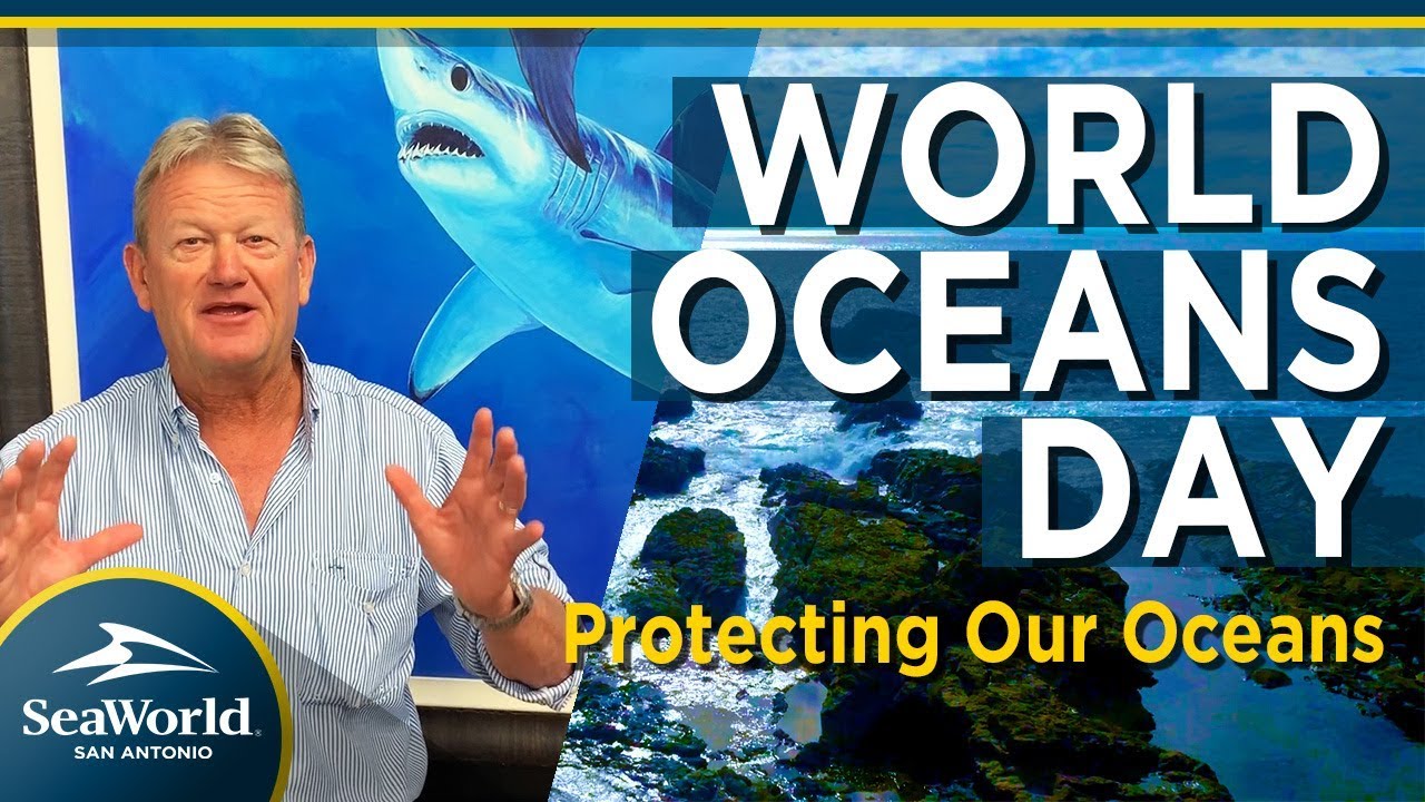 world-oceans-day-seaworld-san-antonio-youtube