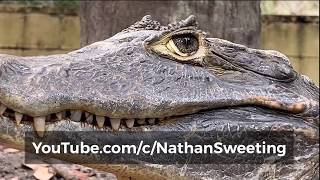 Spectacled Caiman - Showing A Bit Of 3Rd Eyelid Action