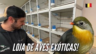Visitando uma LOJA de AVES EXÓTICAS na BÉLGICA! by BIRDTV 214,112 views 11 months ago 16 minutes