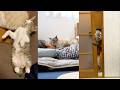猫のヘンテコさに爆笑＆かわいさに悶絶！