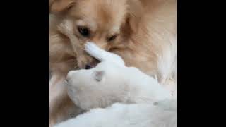 Puppy tries to Bite Teddy ❤
 

#shorts