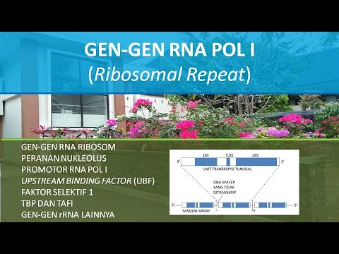 Video: Adakah RNA polimerase merupakan faktor transkripsi?