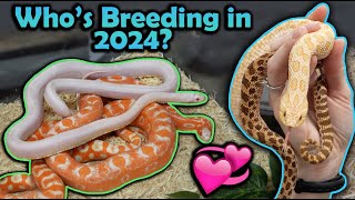 Snake Breeding Plans 2024!