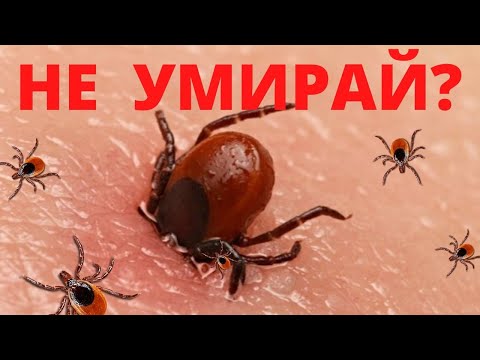 КЛЕЩ! КАК ЗАЩИТИТЬСЯ И НЕ УМЕРЕТЬ? ТАЙГА КИШИТ! часть 1