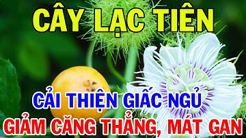 🌿 Khám Phá Cây Lạc Tiên – Bí Quyết Cải Thiện Giấc Ngủ, Giảm Căng Thẳng & Mát Gan 🍵