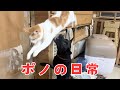 犬3匹と一緒に暮らす猫の日常