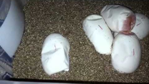 How I incubate my Ball Python Eggs