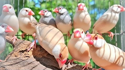 Java sparrow singing sound: open this beautiful song of java sparrows to your bird for good singing.