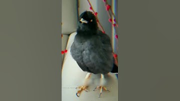 تلاوة مهيبه من سوره القارعه تهژ القلوب••• وتأثر الطائر بخشوع عجيب! لاتفوت هذا المشهد الأيماني٠