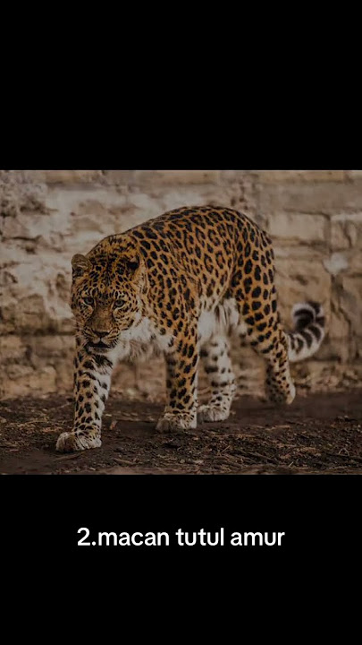 5 JENIS MACAN TUTUL😱🐆#macan #macantutul #bahasaindonesia #hewan #bantulike #fauna #bantulike #fyp
