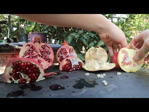 4 Pomegranate Varieties