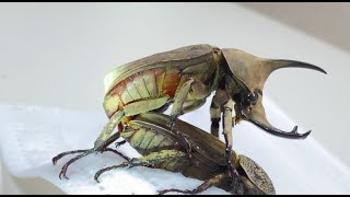 【4K/60fps】Spodistes Grandis mating　グランディスコフキカブトの交尾