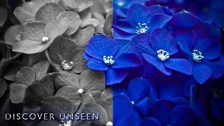 Photoshop Editing Tutorial For Stunning Color Changing And Grading.