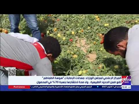 Cabinet Media Center: "Tomato Moth" infestation rates are within normal limits