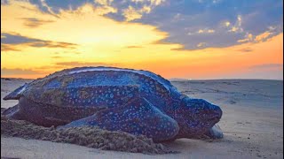 VOLUNTARIADO CON TORTUGAS MARINAS EN MÉXICO ONG VIVEMAR #puertoescondido #oaxaca