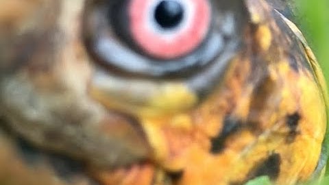 Sparky a Box Turtle - fall vlog