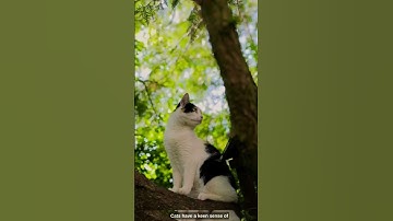 Unveiling the Enigmatic World of Cats #shorts