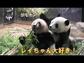 7/19寂しがり屋のシャオシャオ…そばを離れる時はボディタッチしないと離れられないgiantpanda @tokyo 上野動物園