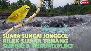 Meditasi Gemericik Sungai Jonggol serta Nyanyian Suara Burung Pleci Pengantar Tidur Lelap