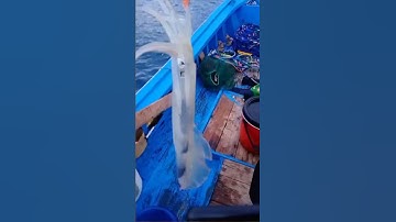 Câu Mực Thẻ Biển Vào Mùa | #shorts