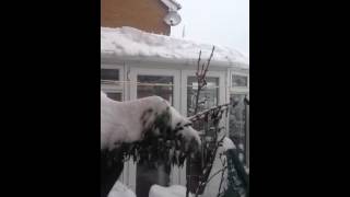 Snow In Belper 23 March 2013 - Back Garden