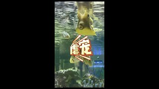 多说无益，讲不通的不如直接开骂！ #海洋生物