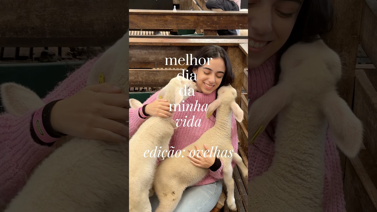 melhor dia da minha vida🐑 edição: ovelhas