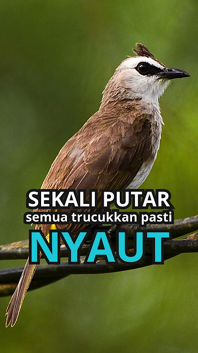 BUNYI trucukan gacor TARUNG ROPEL PANJANG pancingan trucukan agar gacor EMOSI #shorts #shortsfeed
