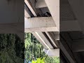 Momma sparrow feeding her babies! #sparrow #birds #birdfeeding #fyp #sparrowbird