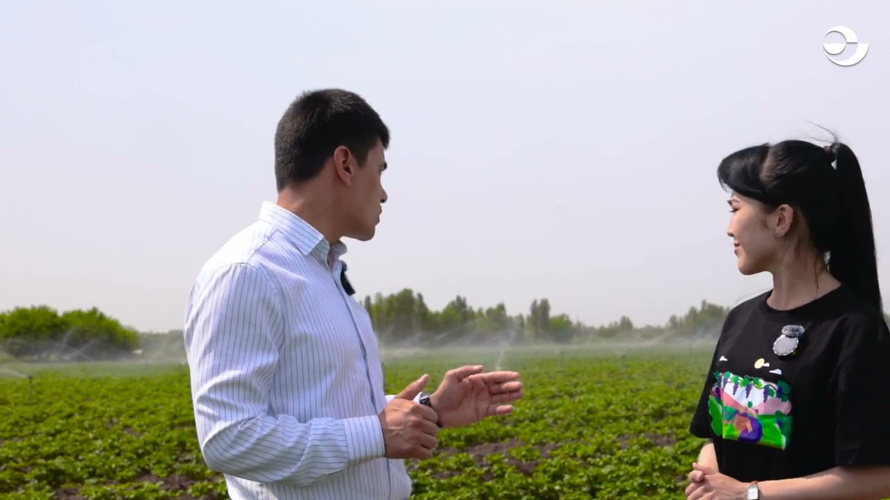 Kartoshkani yomg’irlatib sug’orish