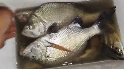 Một Mình Đi Câu Đêm/ Câu Cá Tráp Đầu Mùa Ngày Đầu Nước Bằng Mồi Cá Bống