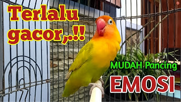 TERLALU GACOR, !! Lovebird Fighter Rajin Ngetik Lanjut Ngekek Panjang, MUDAH Pancing EMOSI Lovebird