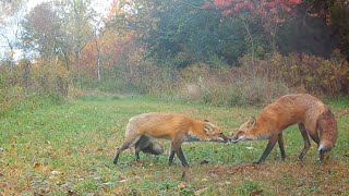 Fox Courting Barks & Screams And The Unexpected Return of a Sick Daughter Fox