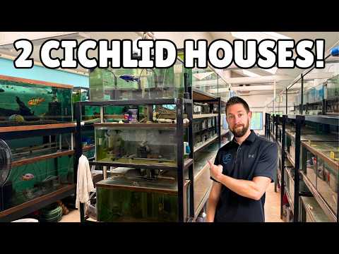 2 Cichlid Houses,