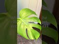 🌿💸 *"When your plant addiction crashes into 'adulting'..."*  🚨 **Him:** *"We have a BUDGET?!"* 😂