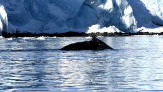 Whale Watching by TsavenNava 194 views 11 years ago 3 minutes, 54 seconds