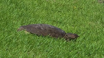 Florida softshell turtle running fast across a sidewalk