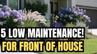 5 Best Low Maintenance Plants for a Beautiful Front Garden