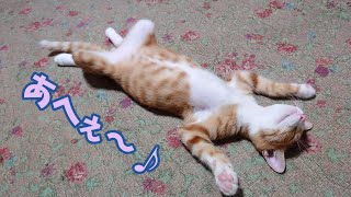 【保護猫】あへあへうひはぁ〜zzZ♪ by Lucky Time 7,418 views 3 years ago 2 minutes, 51 seconds