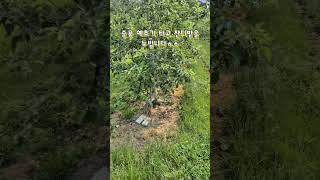 승용 예초기로 편하게 풀베기 #농기계임차 #농업기술센터 #유상임대 #잔디밭 #켄터키블루그라스  #잉매힐스사과농원