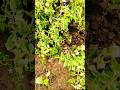 गरीब की फसल के दामबढ़ते थे#farming #viral #shorts #reels